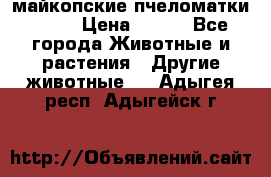  майкопские пчеломатки F-1  › Цена ­ 800 - Все города Животные и растения » Другие животные   . Адыгея респ.,Адыгейск г.